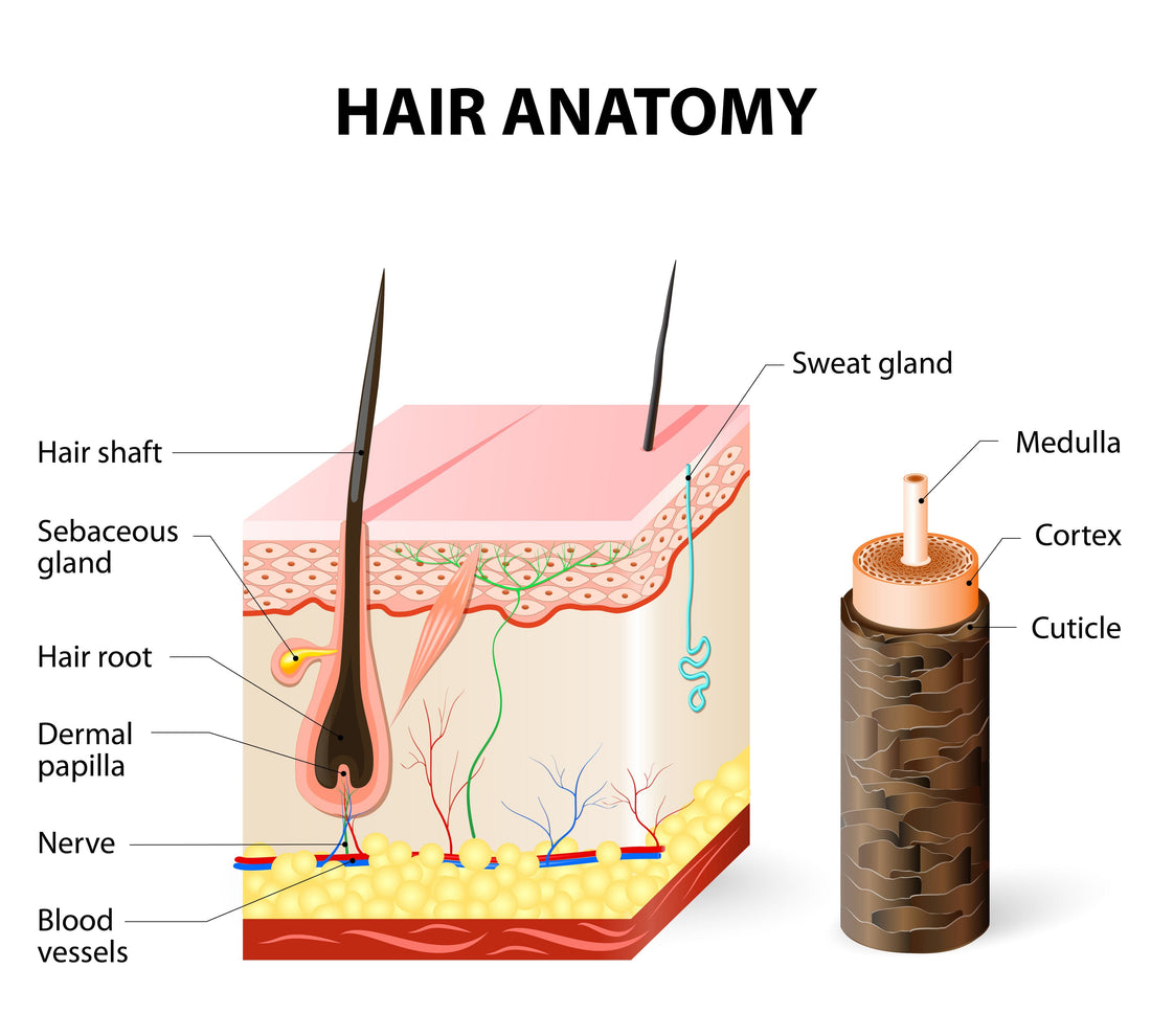 Understanding the Root...